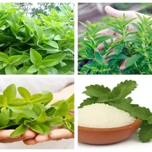 Stevia Rebaudiana Seeds - 400+ Organic Non-GMO Natural Sweetener Herb Seeds (0.5g) Perennial Indoor/Outdoor Easy Grow - Image 2