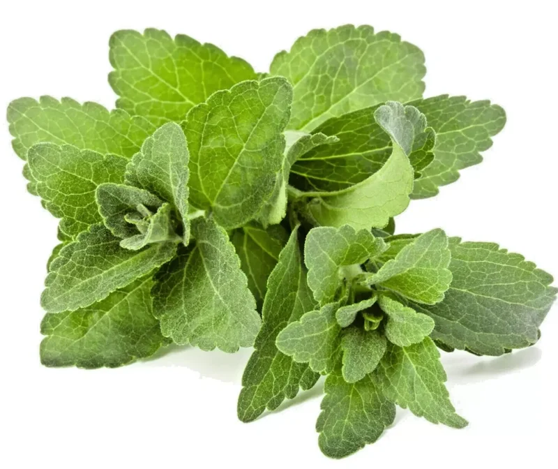 Stevia rebaudiana Seeds - Organic Sugar Substitute - 50 Seeds - Natural Sweetener - Image 1