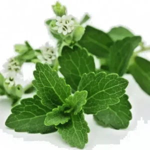 Stevia Rebaudiana Seeds - Organic Sugar Substitute - Natural Sweetener - 100 Seeds - Image 1