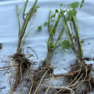 Stinging Nettle Bare Root Plants - Urtica dioica Live Herb for Planting, USDA Zones 4-10 - Image 2