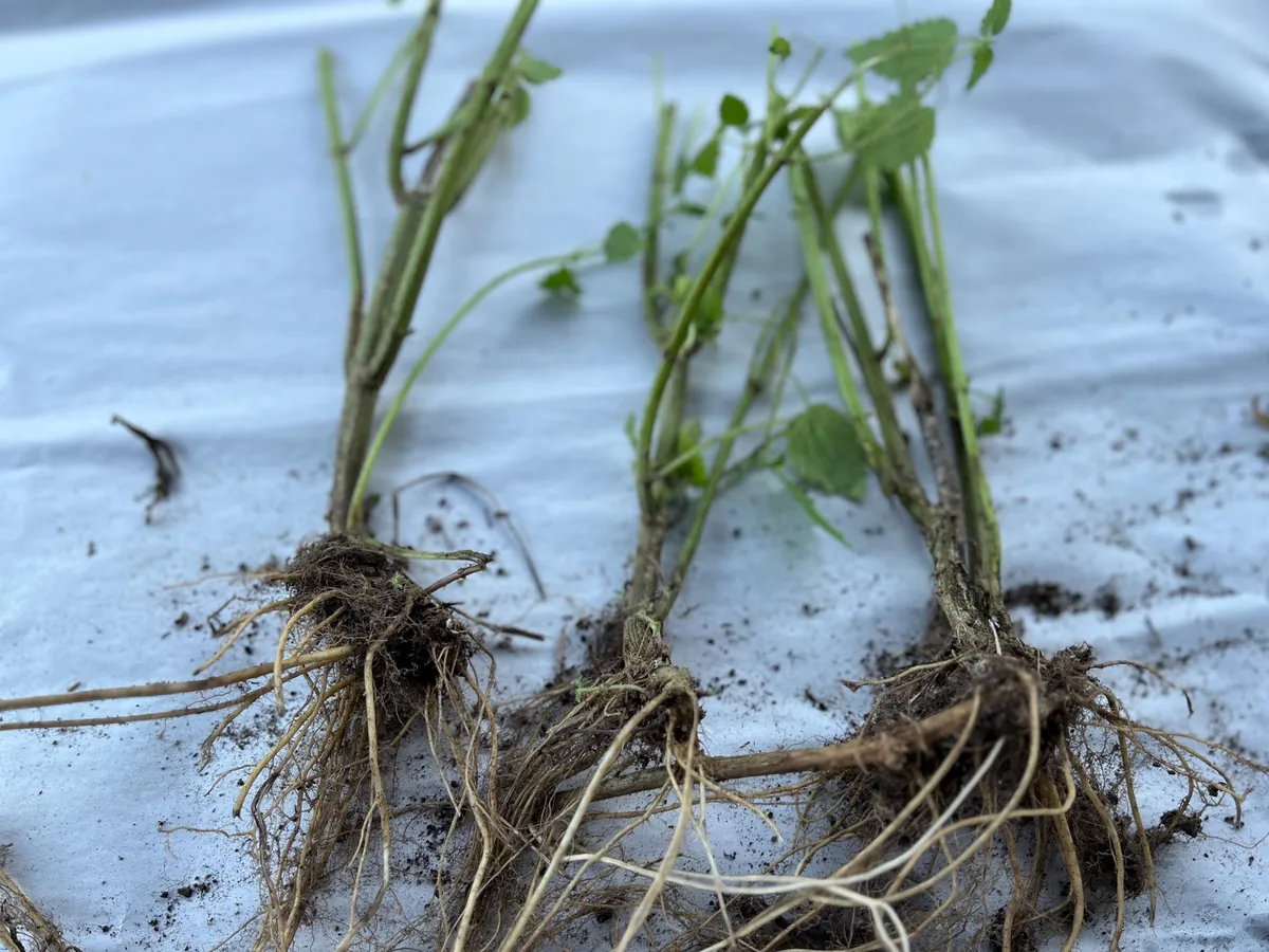 Stinging Nettle Bare Root Plants - Urtica dioica Live Herb for Planting, USDA Zones 4-10 - Image 2