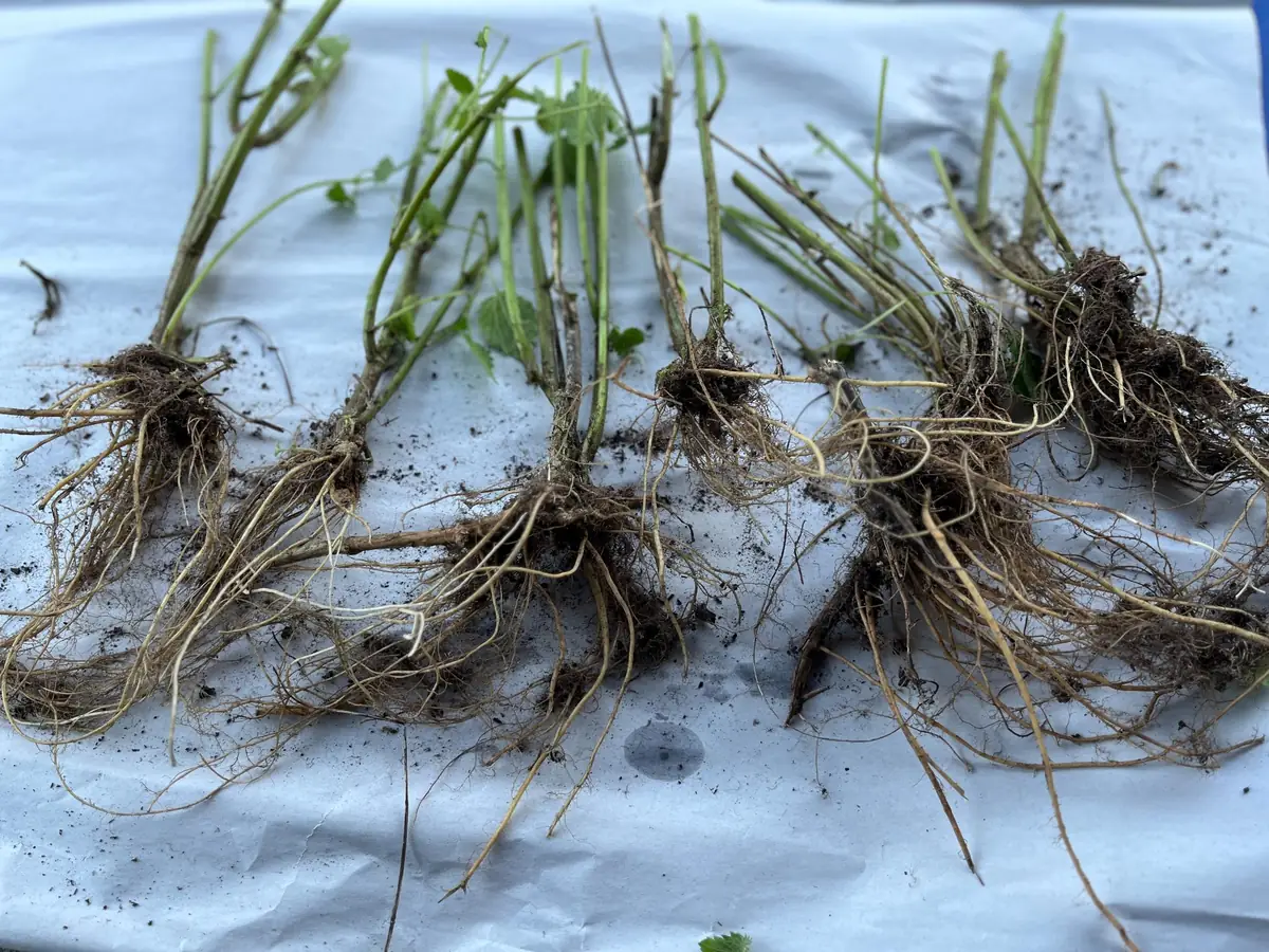 Stinging Nettle Bare Root Plants - Urtica dioica Live Herb for Planting, USDA Zones 4-10 - Image 3