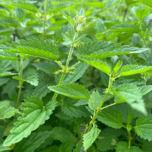 Stinging Nettle Bare Root Plants - Urtica dioica Live Herb for Planting, USDA Zones 4-10 - Image 1