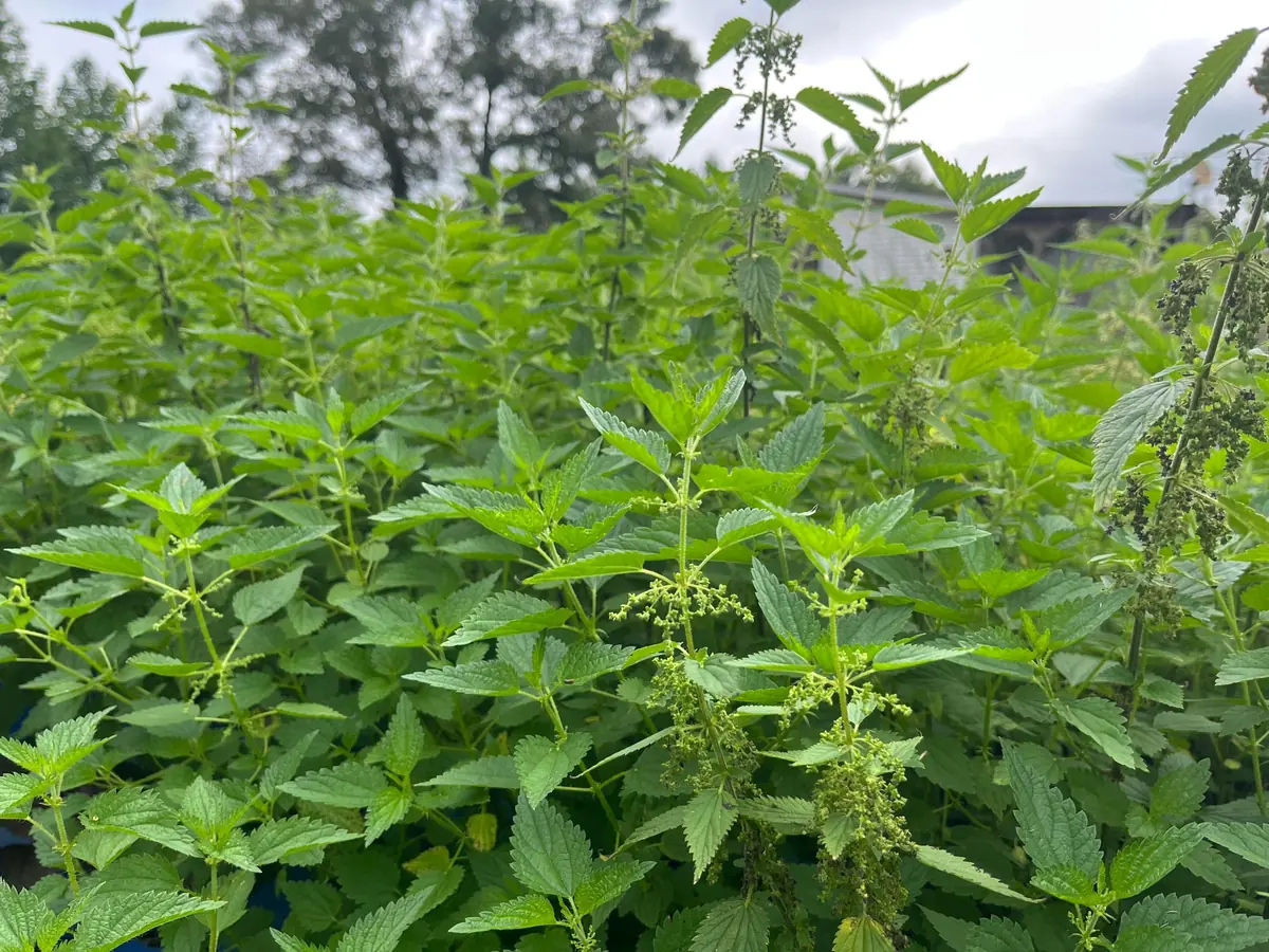 Stinging Nettle Bare Root Plants - Urtica dioica Live Herb for Planting, USDA Zones 4-10 - Image 4