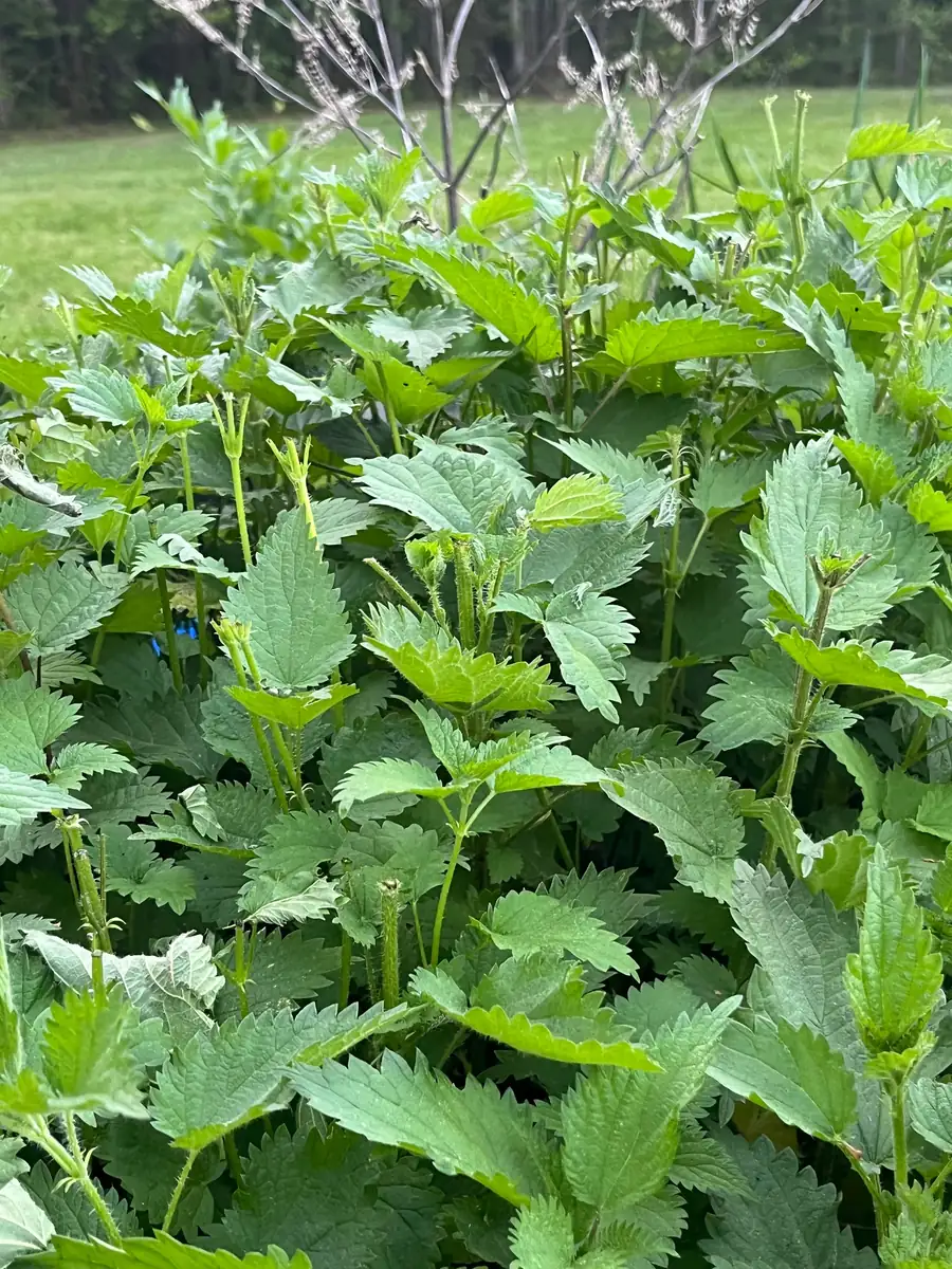 Stinging Nettle Bare Root Plants - Urtica dioica Live Herb for Planting, USDA Zones 4-10 - Image 5