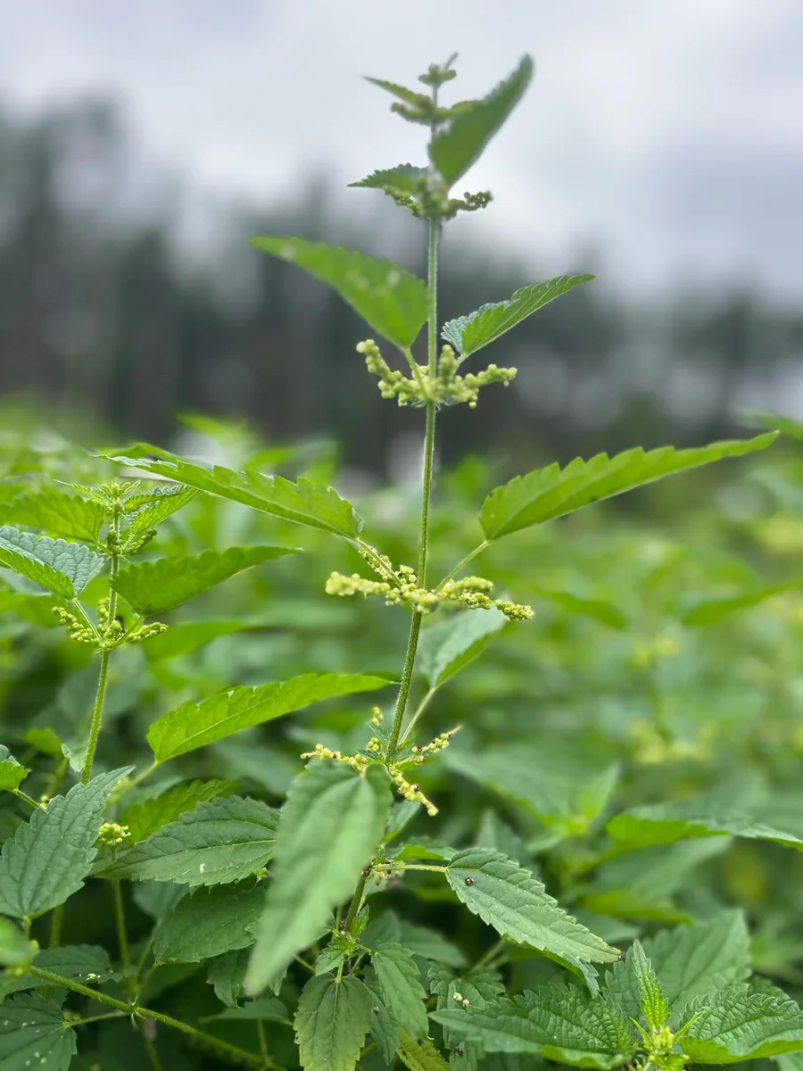 Stinging Nettle Bare Root Plants - Urtica dioica Live Herb for Planting, USDA Zones 4-10 - Image 6