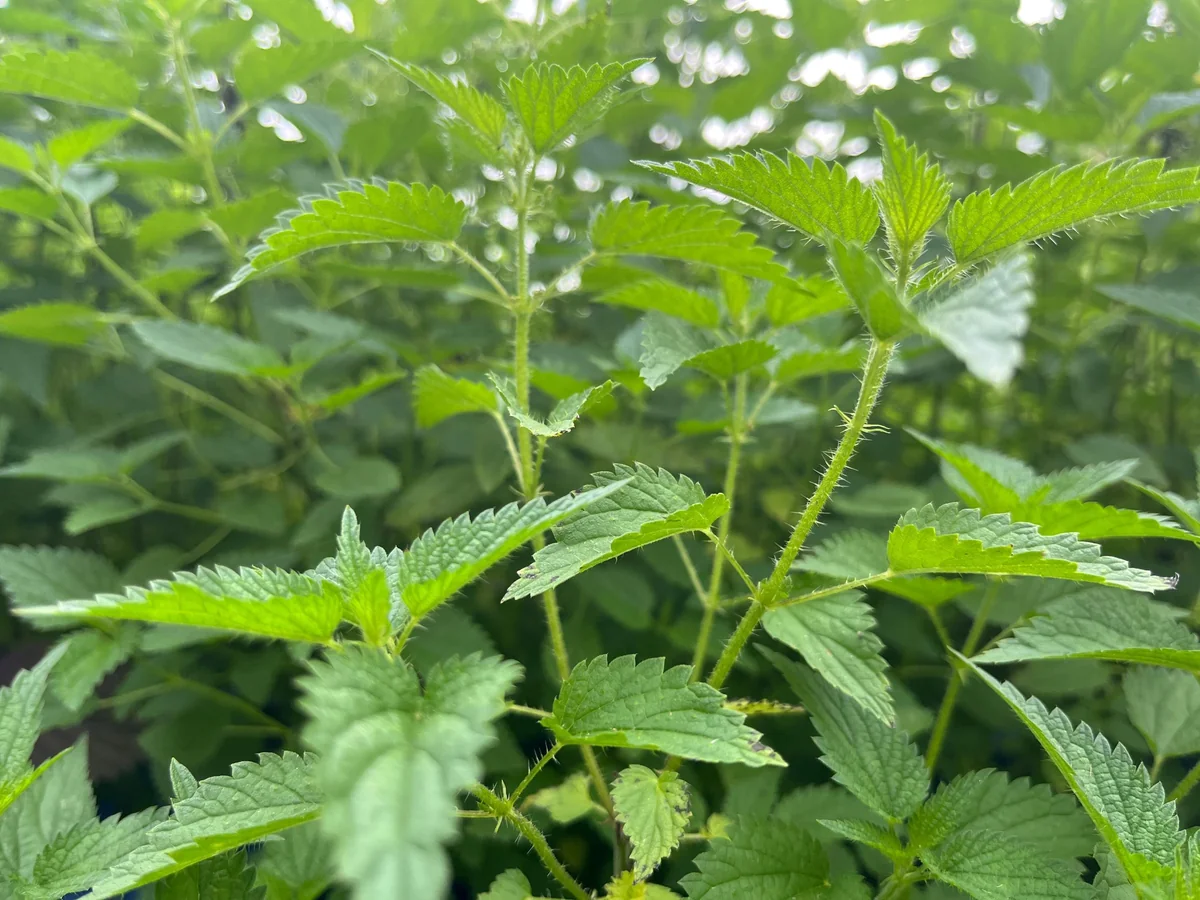 Stinging Nettle Bare Root Plants - Urtica dioica Live Herb for Planting, USDA Zones 4-10 - Image 7