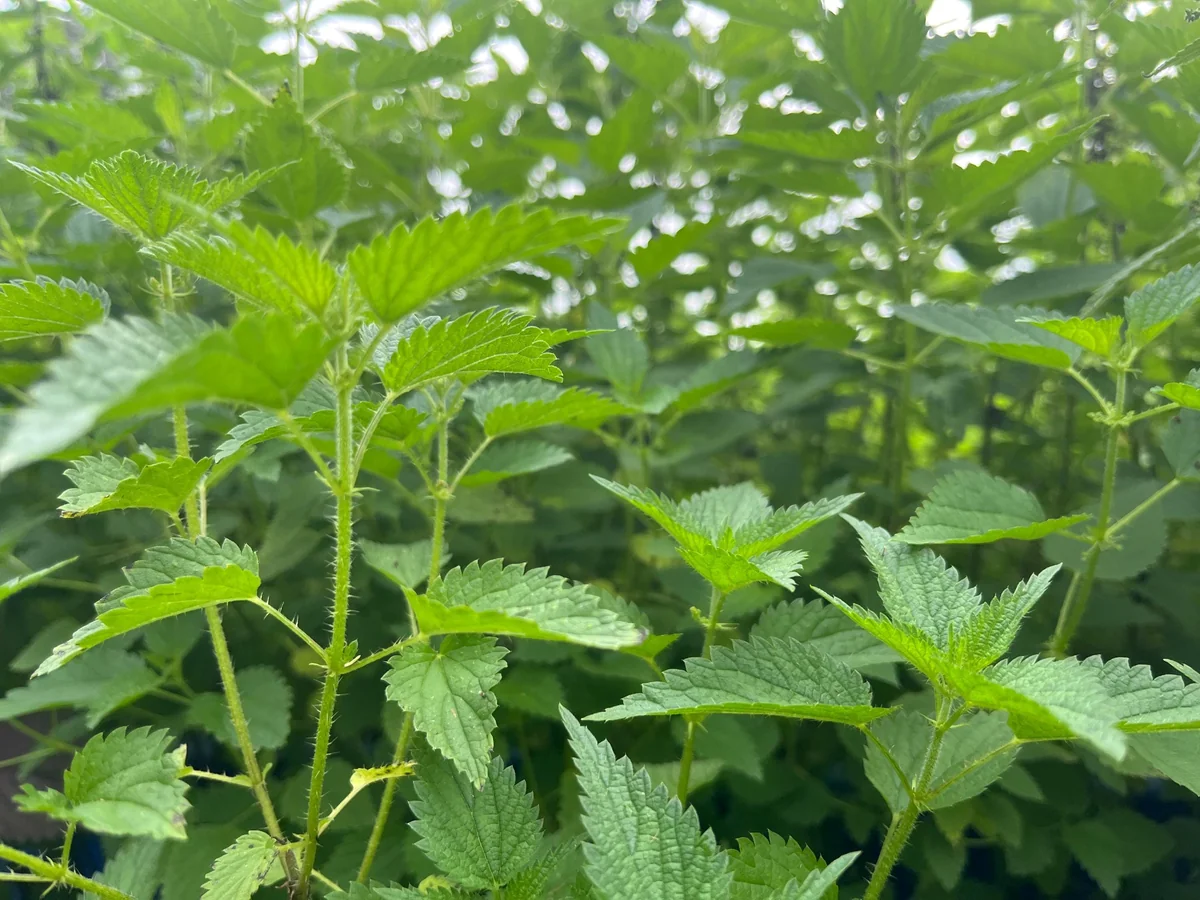 Stinging Nettle Bare Root Plants - Urtica dioica Live Herb for Planting, USDA Zones 4-10 - Image 8