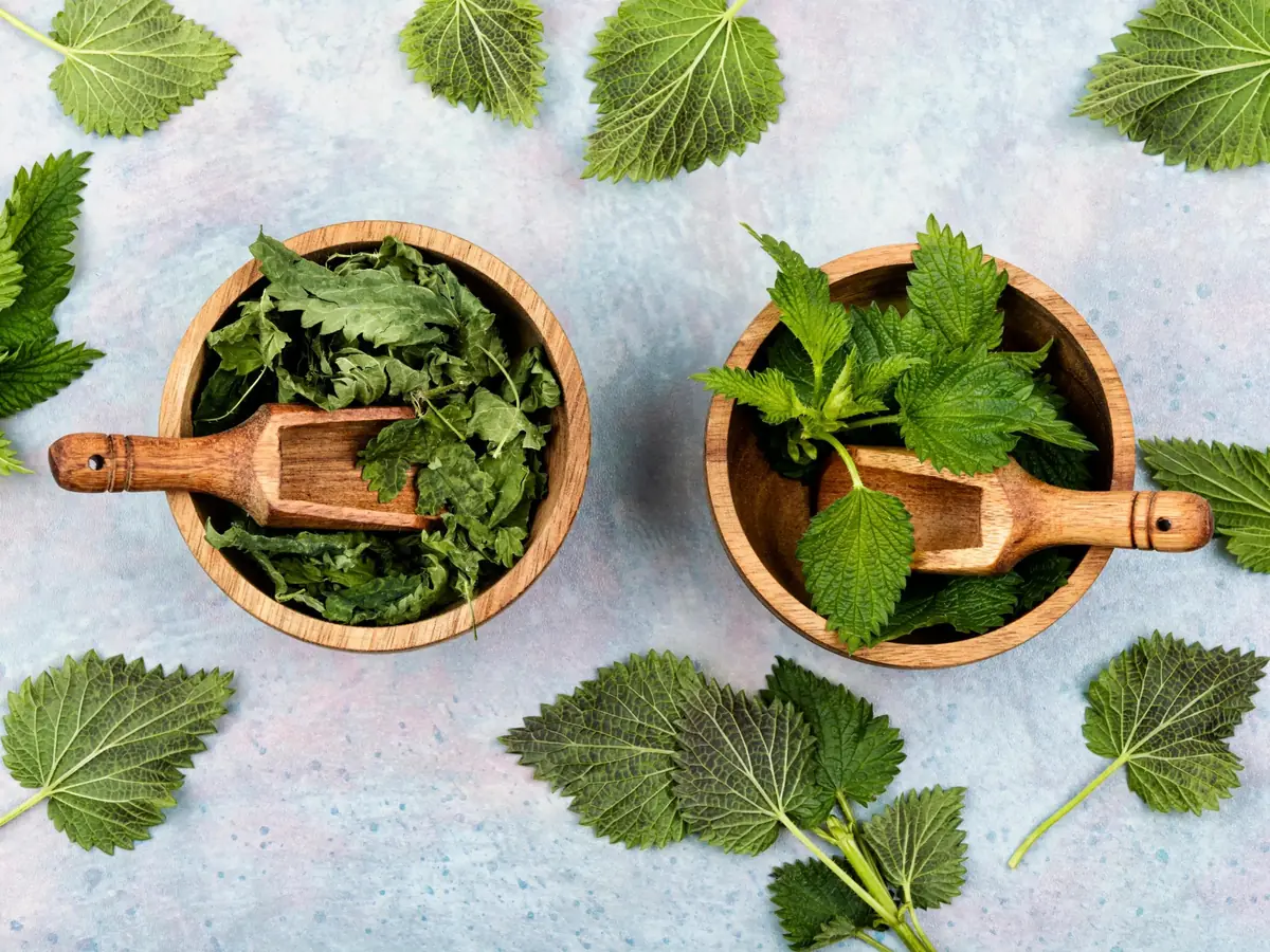 Stinging Nettle Bare Root Plants - Urtica dioica Live Herb for Planting, USDA Zones 4-10 - Image 9