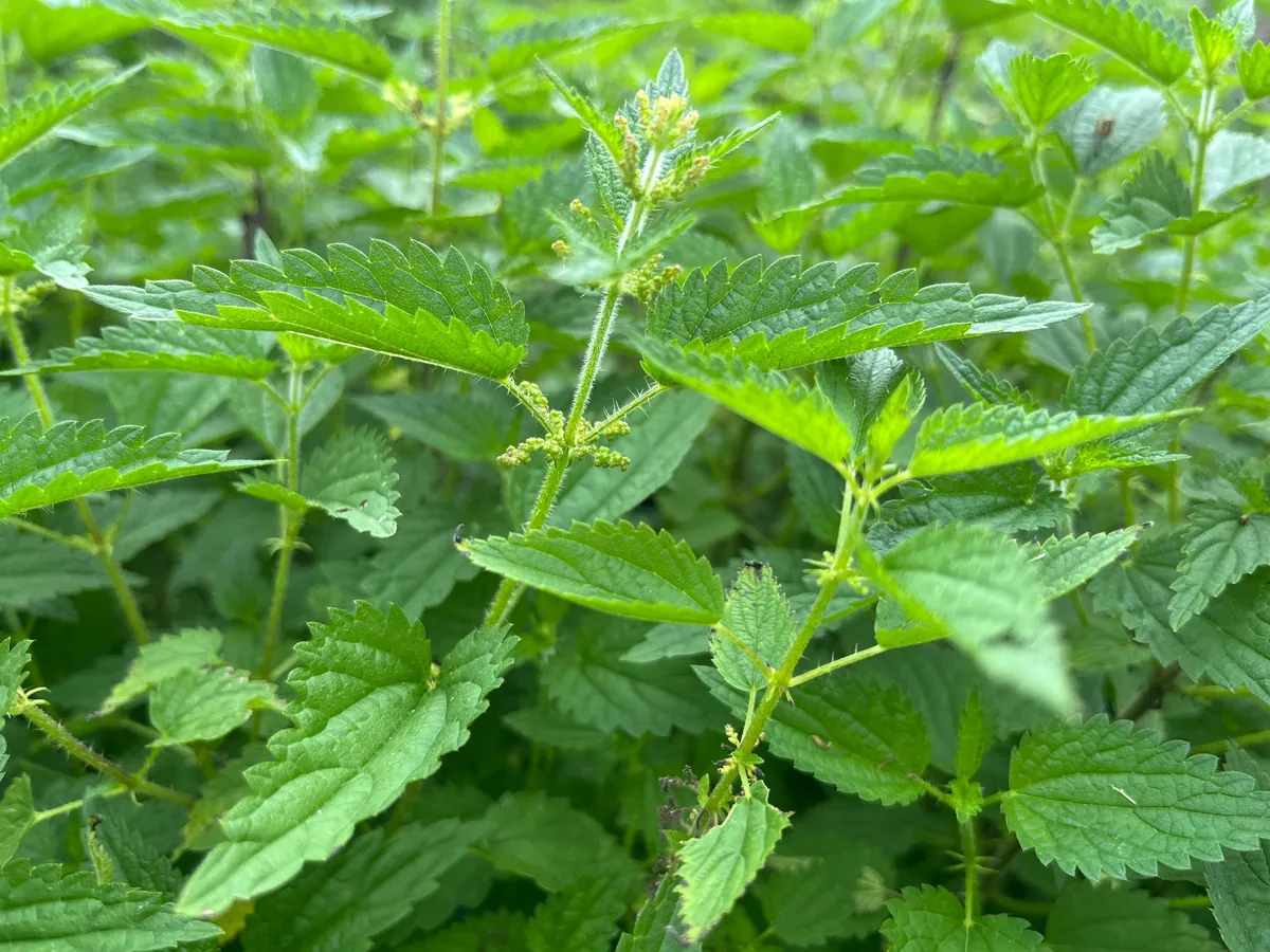 Stinging Nettle Bare Root Plants - Urtica dioica Live Herb for Planting, USDA Zones 4-10 - Image 1
