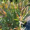 Strawberry Blonde Leucadendron Live Plant – Compact Conebush – 1ft Tall in 6in Pot – Outdoor Shrub - Image 1