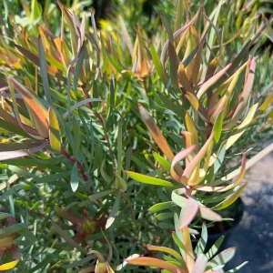 Strawberry Blonde Leucadendron Live Plant – Compact Conebush – 1ft Tall in 6in Pot – Outdoor Shrub - Image 1