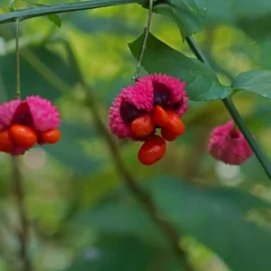 Strawberry Bush (Euonymus Americana) Live Plant – 4 inch Pot – Outdoor Shrub - Image 3