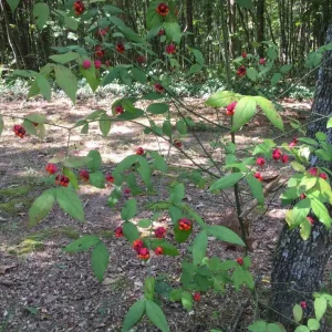 Strawberry Bush (Euonymus Americana) Live Plant – 4 inch Pot – Outdoor Shrub - Image 1