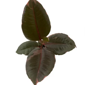 Strawberry & Cream Rubber Tree Live Plant - Ficus elastica - 4 inch Pot - Indoor - Image 1
