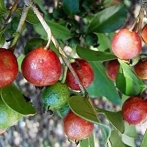 Strawberry Guava Live Plant - 2 to 3 ft Tall - 3 Gallon Pot - Outdoor Fruit Tree - Image 1