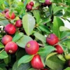 Strawberry Guava Live Plant - 4-6" Tall Starter - Psidium Cattleianum Fruit Tree - Image 1