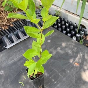 Strawberry Guava Live Plant - Psidium cattleianum, 12 inch Bush in 4 inch Pot - Image 2