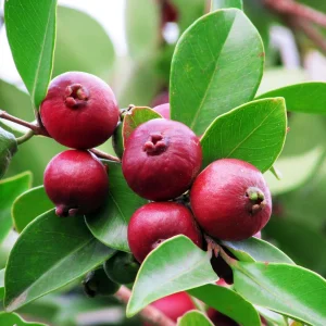 Strawberry Guava Live Plant - Psidium cattleianum, 12 inch Bush in 4 inch Pot - Image 1