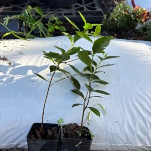 Strawberry Guava Live Plant - Psidium cattleianum, 12 inch Bush in 4 inch Pot - Image 6