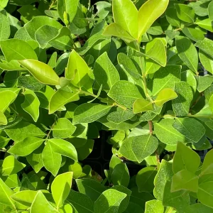 Strawberry Guava Live Plant - Psidium cattleianum Bush 12