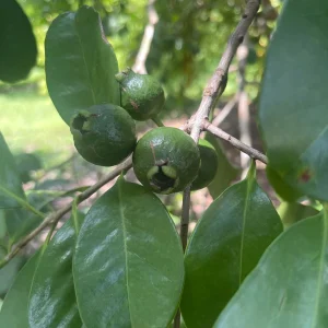 Strawberry Guava Live Plant - Tropical Fruit Tree - Attracts Pollinators - Image 5