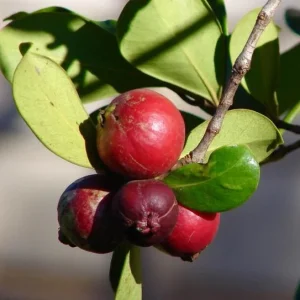 Strawberry Guava Live Plant - Tropical Fruit Tree - Attracts Pollinators - Image 6