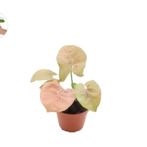 Strawberry Syngonium Live Plant – 2 inch Pot – Pink Arrowhead Vine – Indoor - Image 1