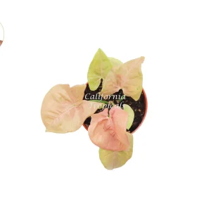 Strawberry Syngonium Live Plant – 4 inch Pot – Indoor Houseplant - Image 2