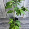 Strawberry Tree Plant - Jamaican Cherry Live Plant - Muntingia calabura - 6 inch Pot - Image 1