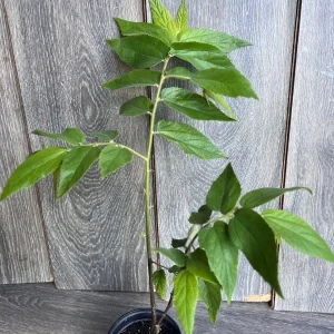 Strawberry Tree Plant - Jamaican Cherry Live Plant - Muntingia calabura - 6 inch Pot - Image 2