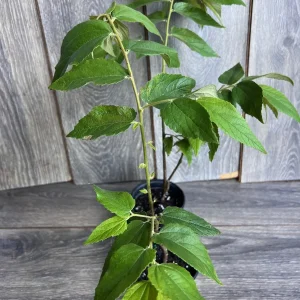 Strawberry Tree Plant - Jamaican Cherry Live Plant - Muntingia calabura - 6 inch Pot - Image 1