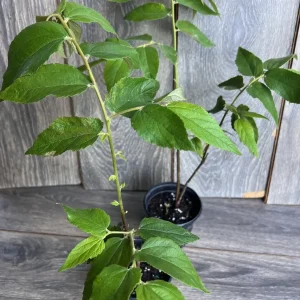 Strawberry Tree Plant - Jamaican Cherry Live Plant - Muntingia calabura - 6 inch Pot - Image 5