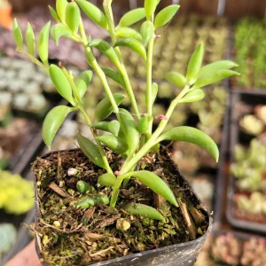 String of Bananas Senecio radicans Live Succulent Plant - Trailing Houseplant - Image 3