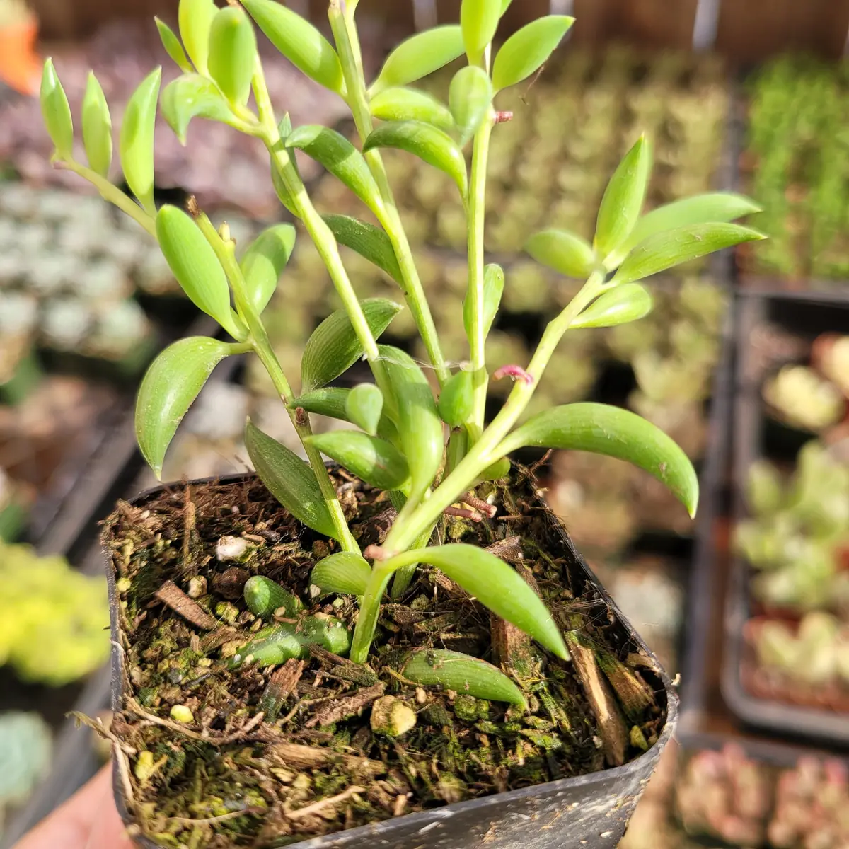 String of Bananas Senecio radicans Live Succulent Plant - Trailing Houseplant - Image 3