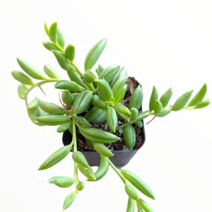 String of Bananas Senecio radicans Live Succulent Plant - Trailing Houseplant - Image 1