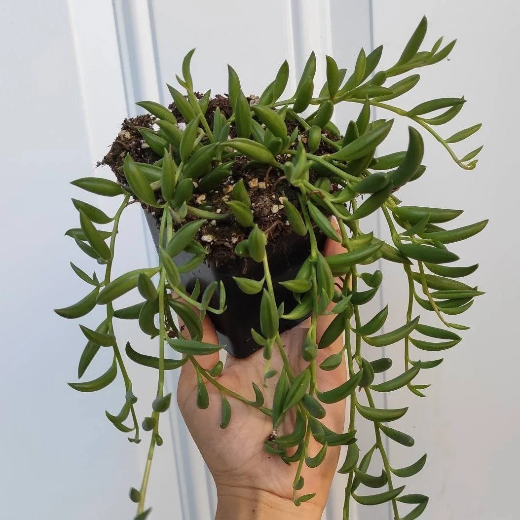 String of Bananas Senecio radicans Live Succulent Plant - Trailing Houseplant - Image 4