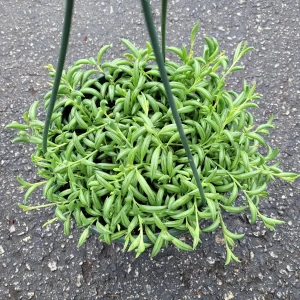 String of Bananas Senecio radicans Live Succulent Plant - Trailing Houseplant - Image 6