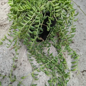 String of Bananas Senecio radicans Live Succulent Plant - Trailing Houseplant - Image 8