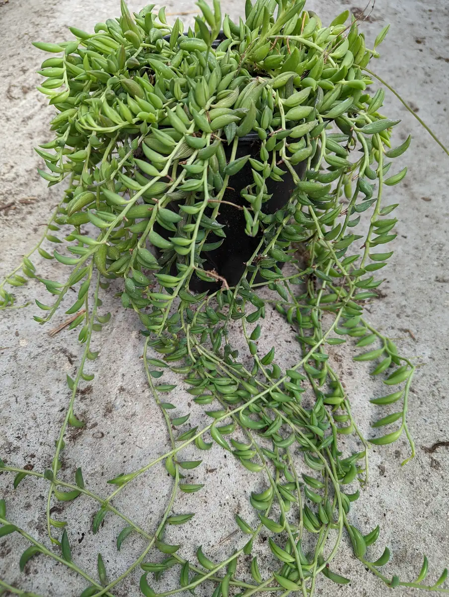 String of Bananas Senecio radicans Live Succulent Plant - Trailing Houseplant - Image 8