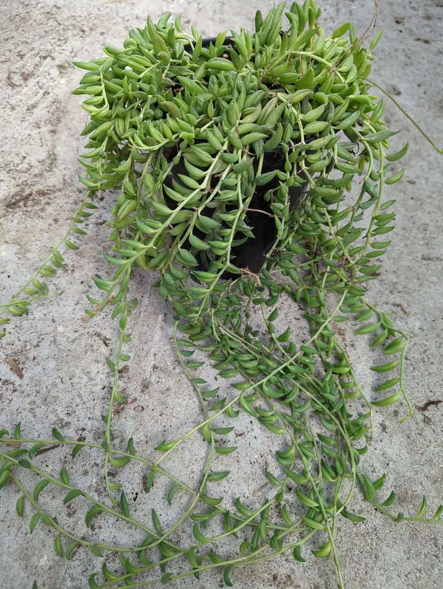 String of Bananas Senecio radicans Live Succulent Plant - Trailing Houseplant - Image 9