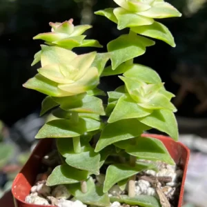 String of Buttons Succulent Live Plant – Crassula perforata – Rooted in 2