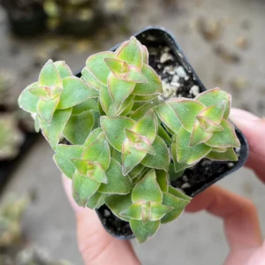 String of Buttons Succulent Live Plant – Crassula perforata – Rooted in 2