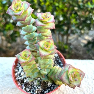 String of Buttons Succulent Live Plant - Crassula Perforata Trailing Succulent in 4 inch Pot - Image 1