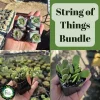String of Buttons Trailing Jade Live Plant Bundle - Cotyledon pendens 2 inch Pot Indoor - Image 1