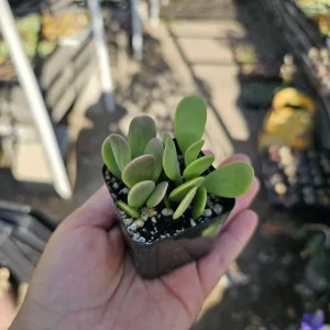 String of Buttons Trailing Jade Live Plant Bundle - Cotyledon pendens 2 inch Pot Indoor - Image 3