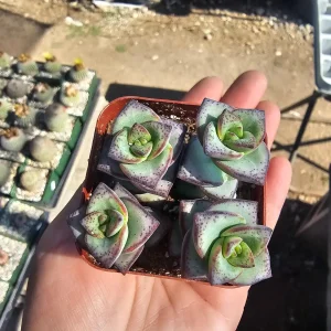 String of Buttons Trailing Jade Live Plant Bundle - Cotyledon pendens 2 inch Pot Indoor - Image 4