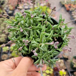 String of Dolphins Senecio peregrinus Live Succulent Plant - 2-4 Inch Pot - Image 3