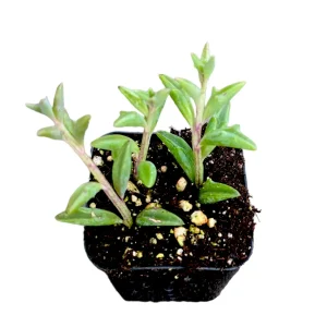 String of Dolphins Senecio peregrinus Live Succulent Plant - 2-4 Inch Pot - Image 1