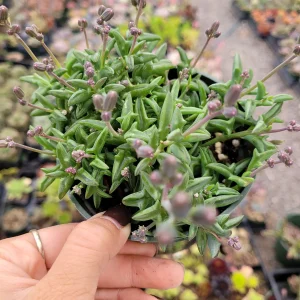 String of Dolphins Senecio peregrinus Live Succulent Plant - 2-4 Inch Pot - Image 4